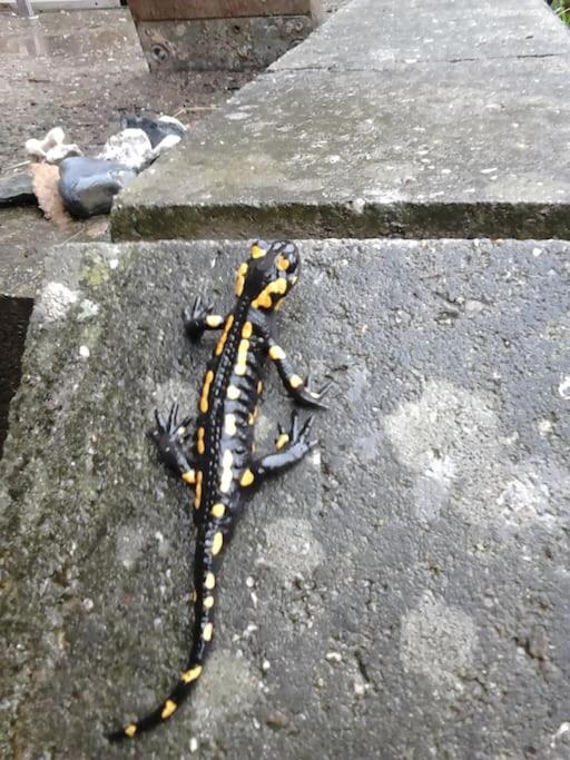 Ferienwohnung Salamander Pirna Buitenkant foto